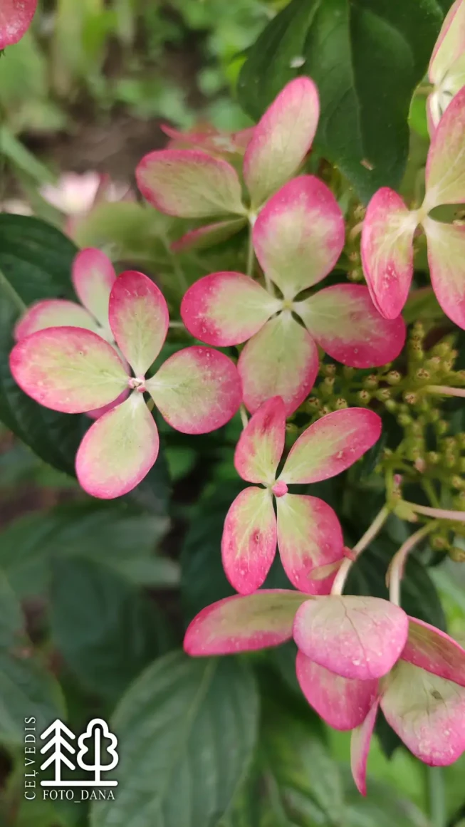 Hydrangea paniculata   'Pastelgreen' = 'Rencolor'